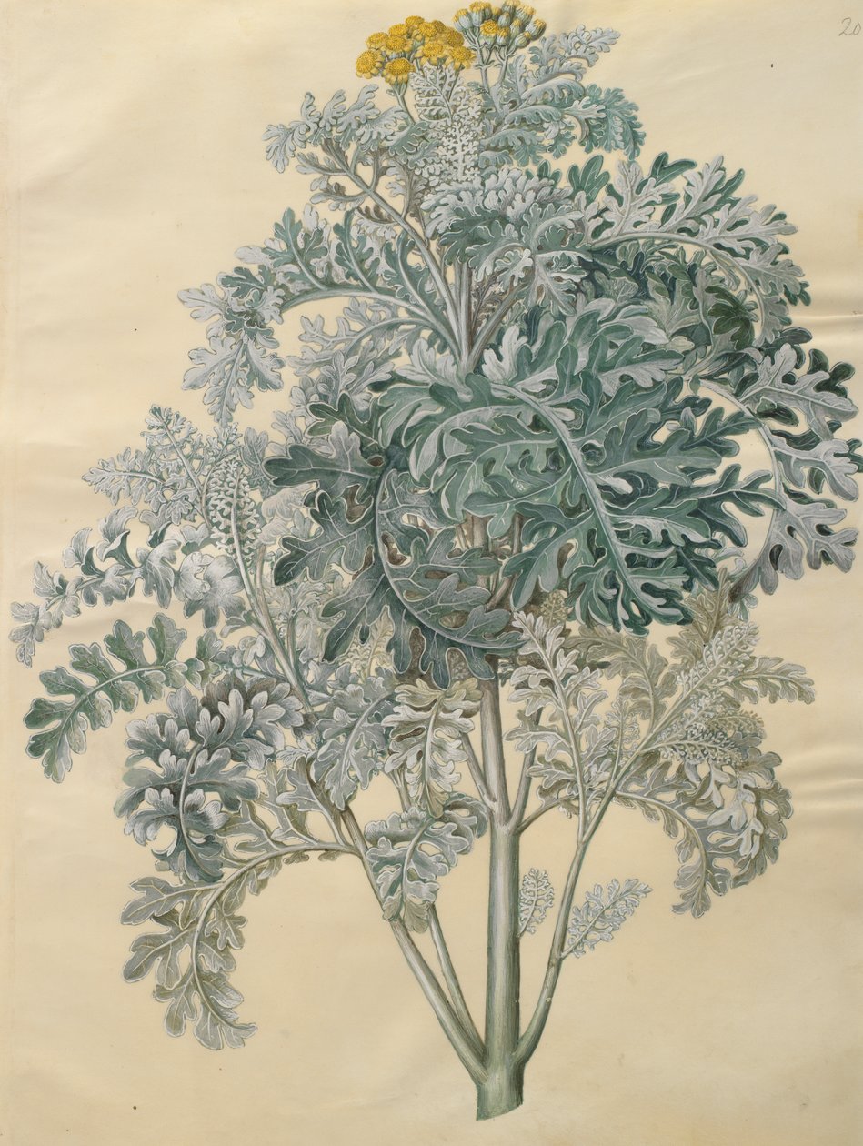 Jacobaea maritima uit het album Gottorfer Codex, ca. 1650 door Hans Simon Holtzbecher