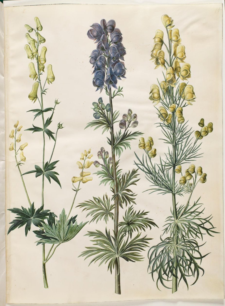 Aconitum lycoctonum (noordse monnikskap); Aconitum napellus (echte monnikskap); Aconitum anthora (fijnbladige monnikskap) door Hans Simon Holtzbecker