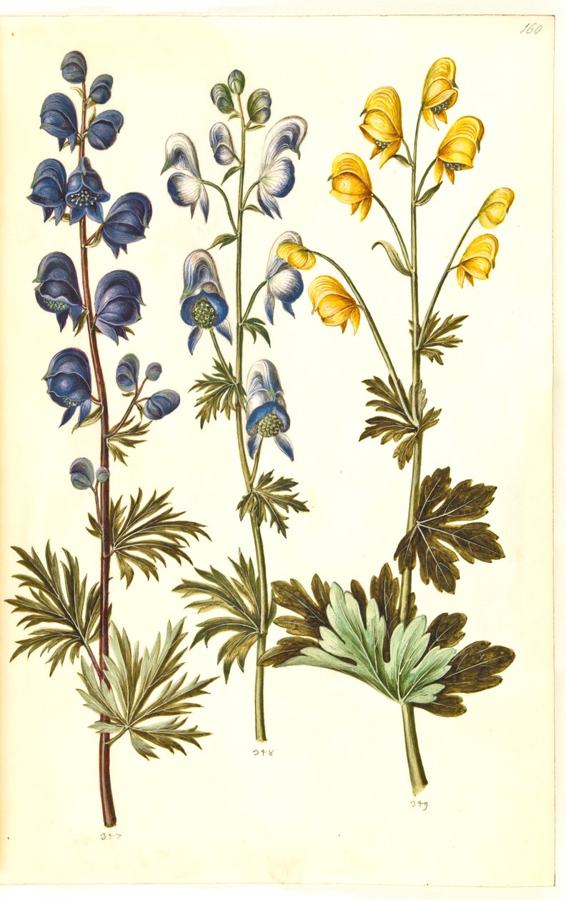 Aconitum napellus (?) (echte stormhoed); Aconitum variegatum, evt. Aconitum ×cammarum (?) (bonte stormhoed, evt. tuin-stormhoed); Aconitum anthora (fijnbladige stormhoed) door Hans Simon Holtzbecker