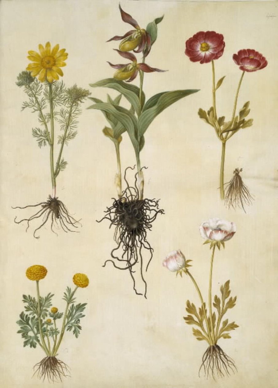 Adonis vernalis (voorjaarsadonis); Cypripedium calceolus (grote vrouwenschoen); Ranunculus asiaticus (tuinranonkel); Ranunculus (soort ranonkel) door Hans Simon Holtzbecker