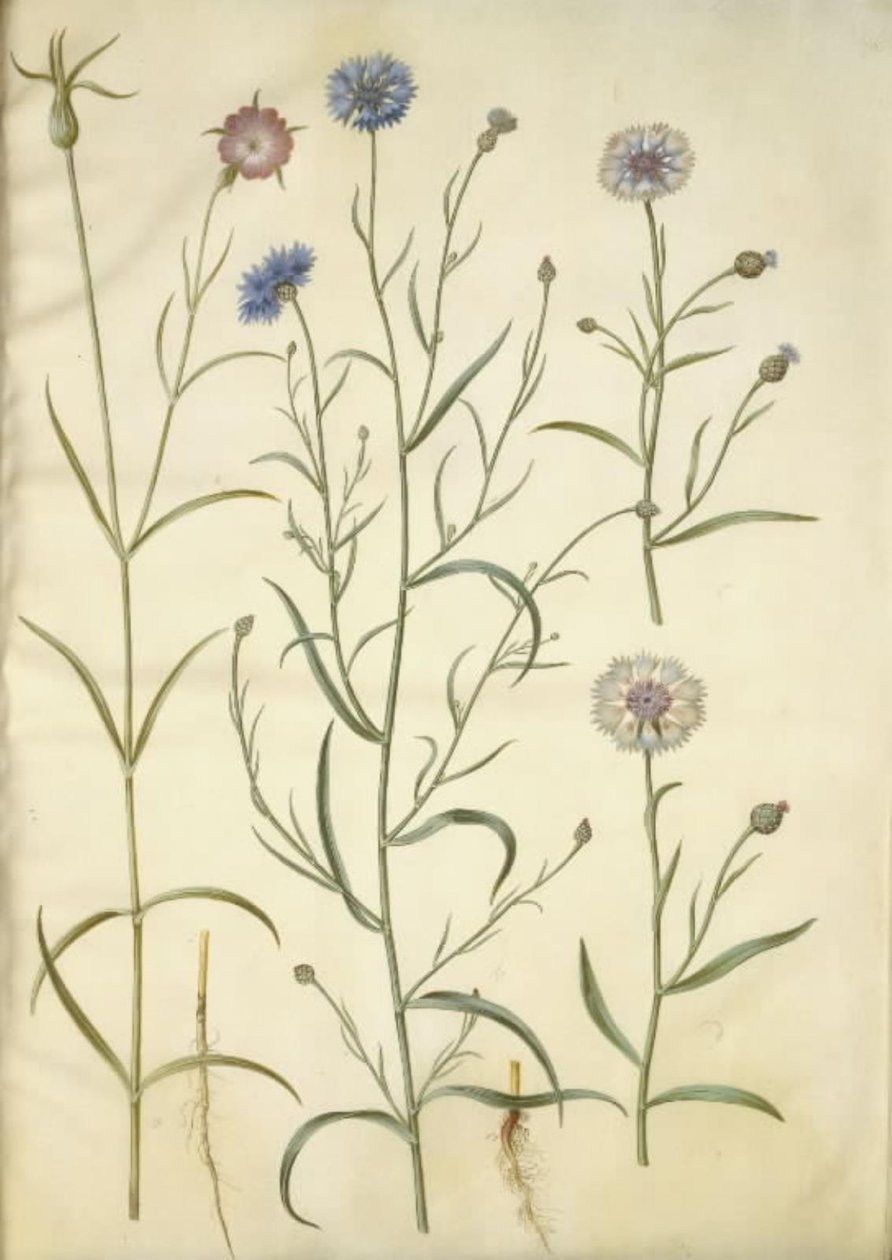 Agrostemma githago (bolderik); Centaurea cyanus (korenbloem) door Hans Simon Holtzbecker