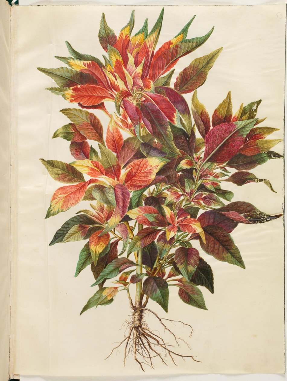 Amaranthus tricolor (papegaaienamarant) door Hans Simon Holtzbecker