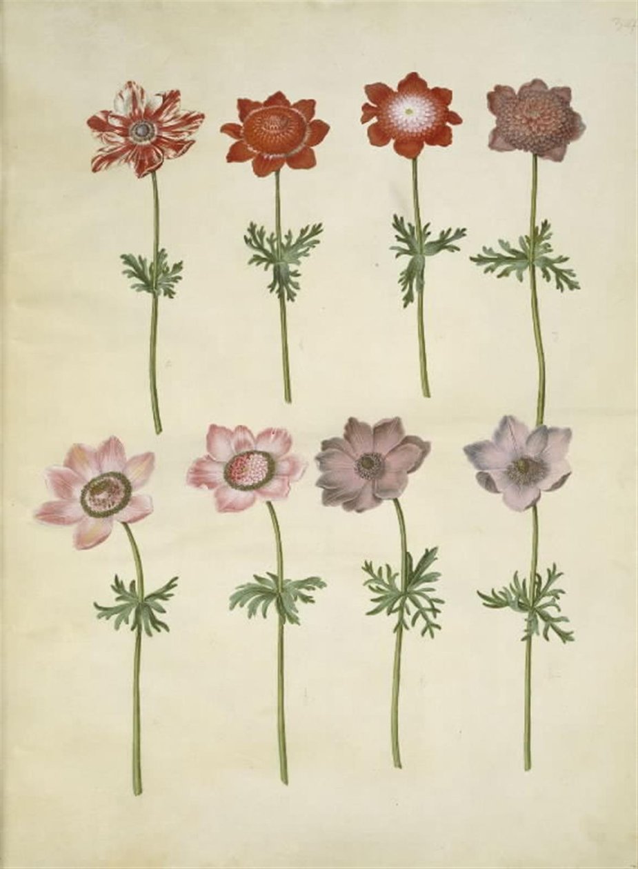 Anemone coronaria (Franse anemoon) door Hans Simon Holtzbecker
