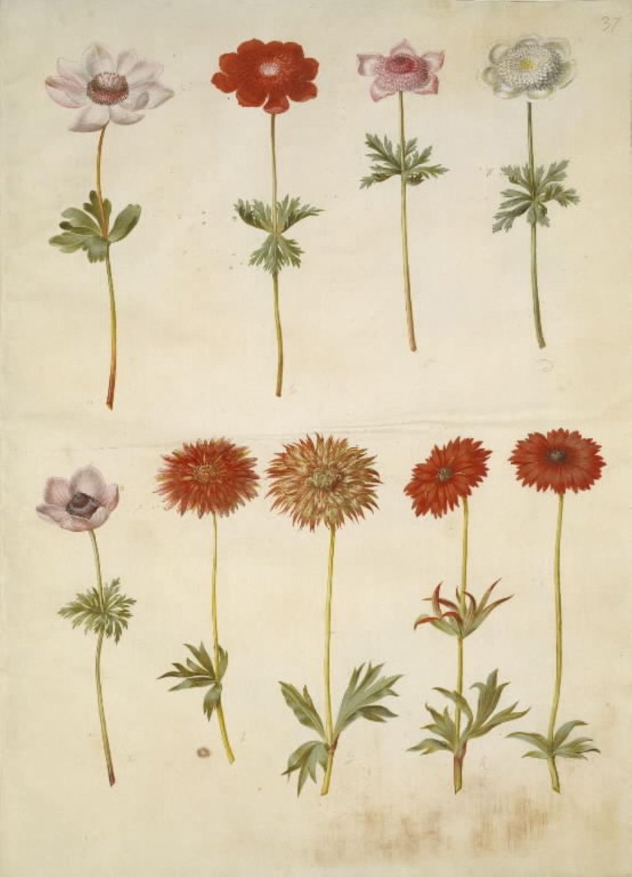 Anemone coronaria (Franse anemoon); Anemone ×fulgens (glanzende anemoon) door Hans Simon Holtzbecker