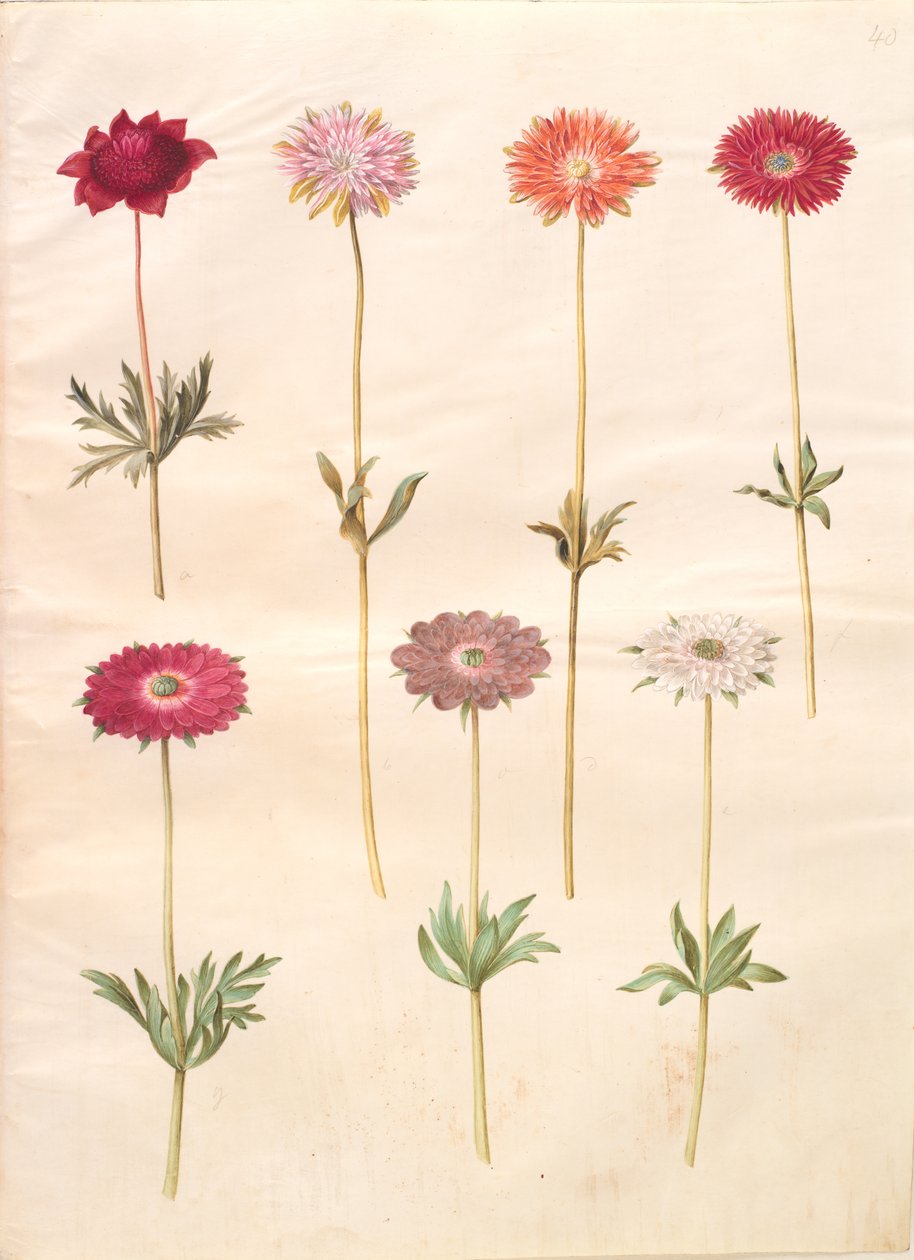 Anemone coronaria (Franse anemoon); Anemone ×fulgens (glanzende anemoon) door Hans Simon Holtzbecker