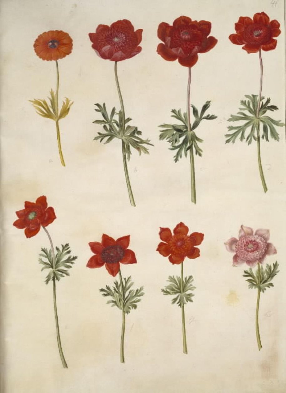 Anemone ×fulgens (glanzende anemoon); Anemone coronaria (Franse anemoon) door Hans Simon Holtzbecker