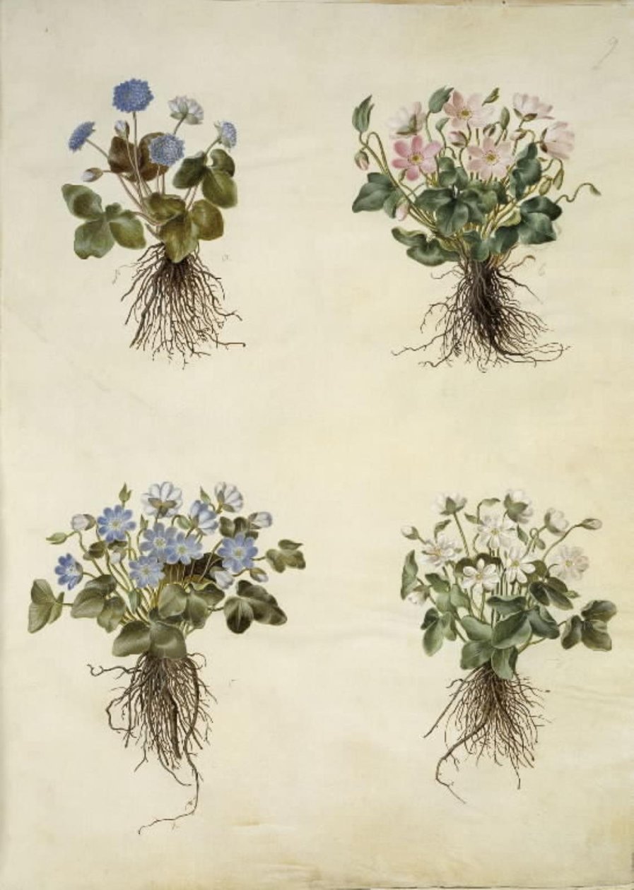 Anemone hepatica (blauwe anemoon) door Hans Simon Holtzbecker