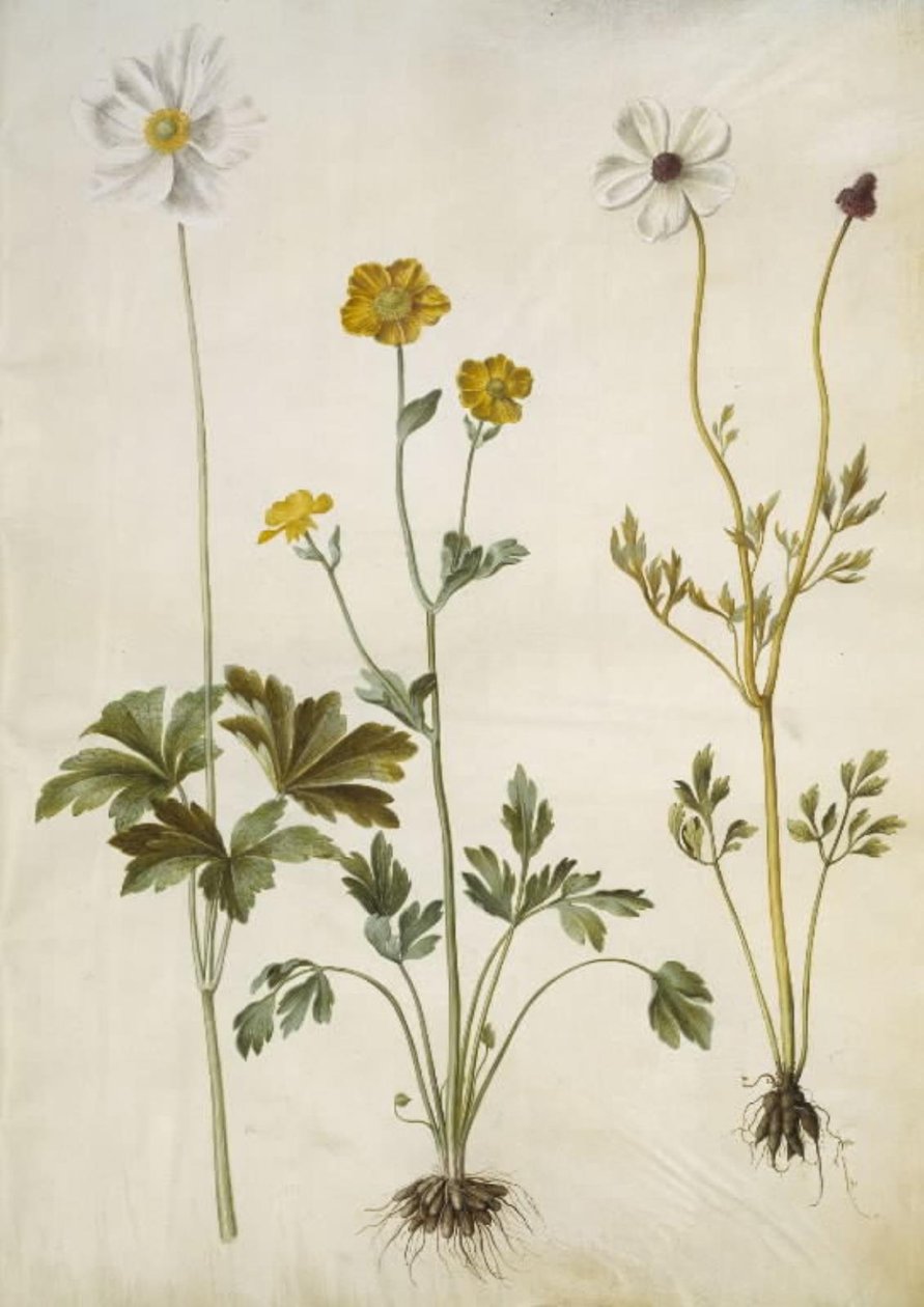 Anemone sylvestris (zomeranemoon); Ranunculus monspeliacus (zijdeboterbloem); Ranunculus asiaticus (tuinboterbloem) door Hans Simon Holtzbecker