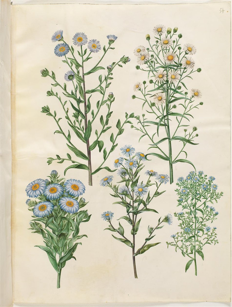 Aster amellus (virgil-aster); Symphyotrichum novi-belgii (nieuwbelgische aster); Symphyotrichum novae-angliae (nieuwengelse aster); Symphyotrichum dumosum (kussenaster); Symphyotrichum ericoides (heideaster) door Hans Simon Holtzbecker