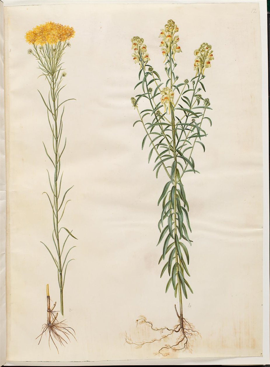 Aster linosyris (goudhaar-aster); Linaria vulgaris (gewone vlasbekje) door Hans Simon Holtzbecker