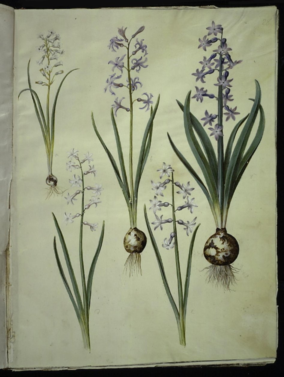 Brimeura amethystina (pyrenese hyacint); Hyacinthus orientalis (gewone hyacint) door Hans Simon Holtzbecker