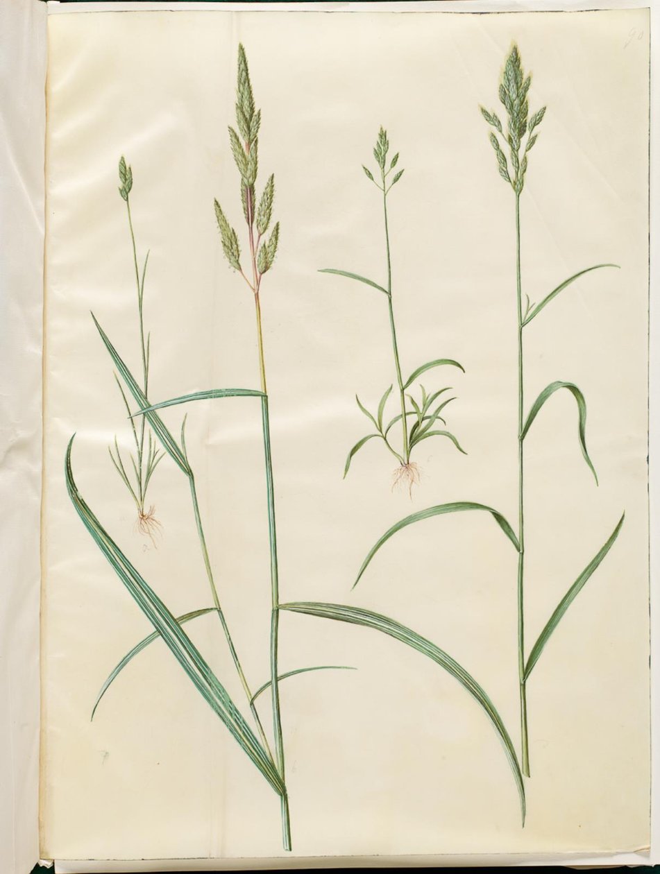 Bromus hordeaceus (zachte haver); Phalaris arundinacea (rietgras) door Hans Simon Holtzbecker