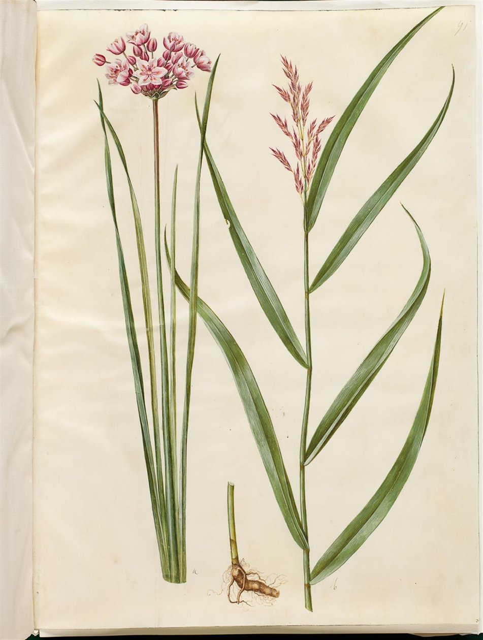 Butomus umbellatus (brudelys); Phragmites australis (gewone riet) door Hans Simon Holtzbecker