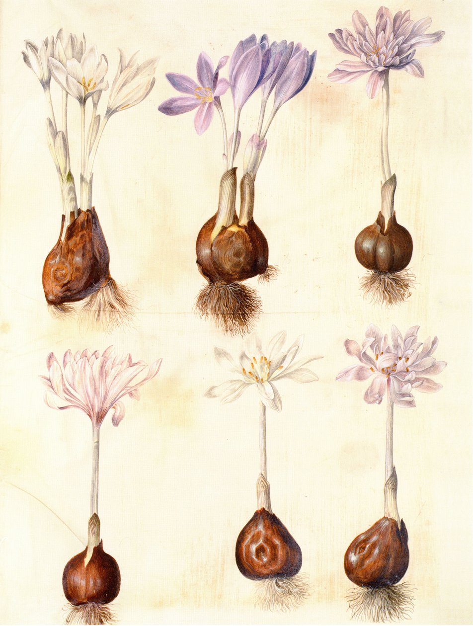 Colchicum herfsttijloos door Hans Simon Holtzbecker