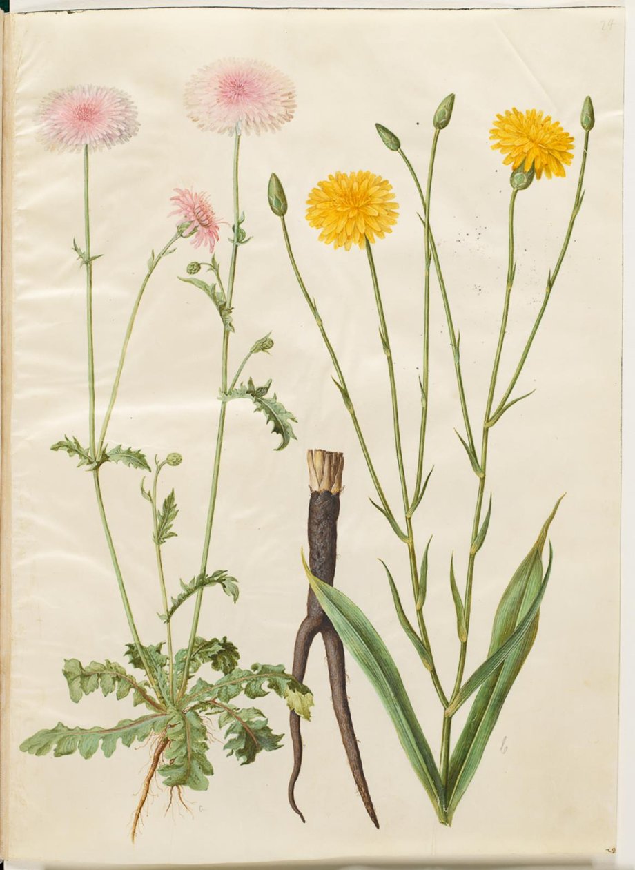 Crepis rubra (rode havikskruid); Scorzonera hispanica (tuinschorzoner) door Hans Simon Holtzbecker