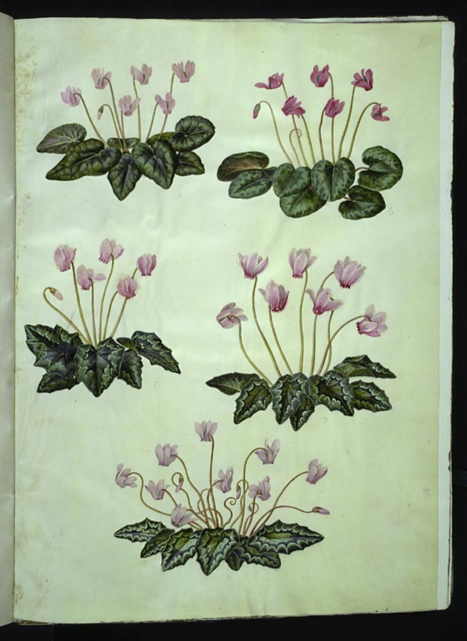 Cyclamen purpurascens (echte alpenviool); Cyclamen hederifolium (klimopbladige alpenviool) door Hans Simon Holtzbecker