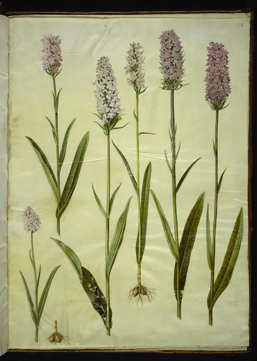 Dactylorhiza maculata (gevlekte orchis) door Hans Simon Holtzbecker