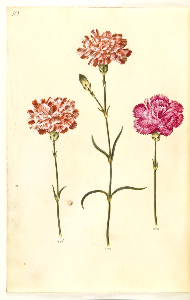 Dianthus caryophyllus (anjer) door Hans Simon Holtzbecker