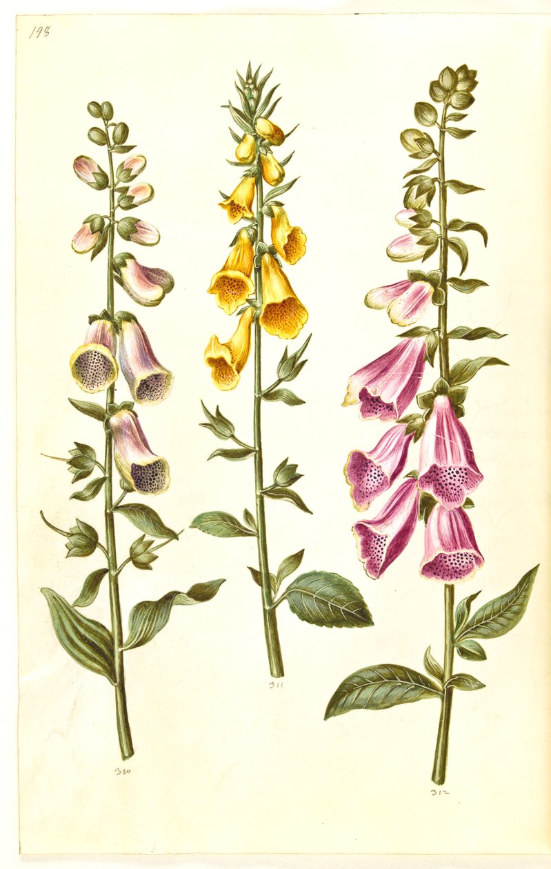 Digitalis purpurea (gewone vingerhoedskruid); Digitalis grandiflora (grootbloemige vingerhoedskruid) door Hans Simon Holtzbecker