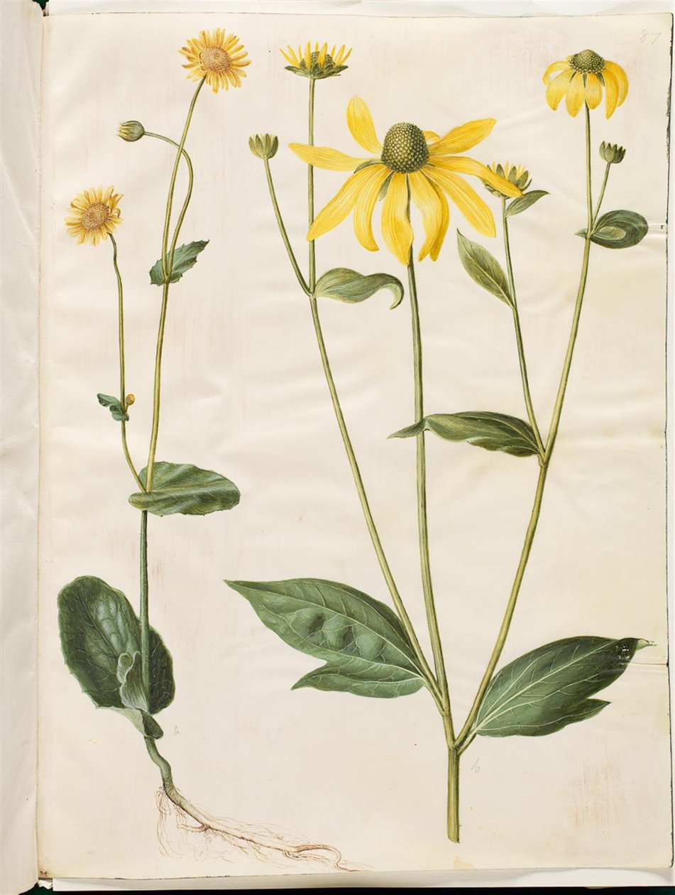 Doronicum pardalianches (hartbladige gemserod); Rudbeckia laciniata (ingesneden zonnehoed) door Hans Simon Holtzbecker