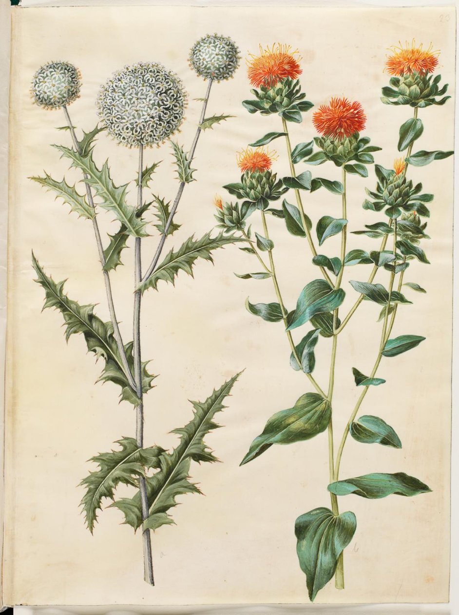 Echinops sphaerocephalus (gewone kogeldistel); Carthamus tinctorius (gele saffloer) door Hans Simon Holtzbecker