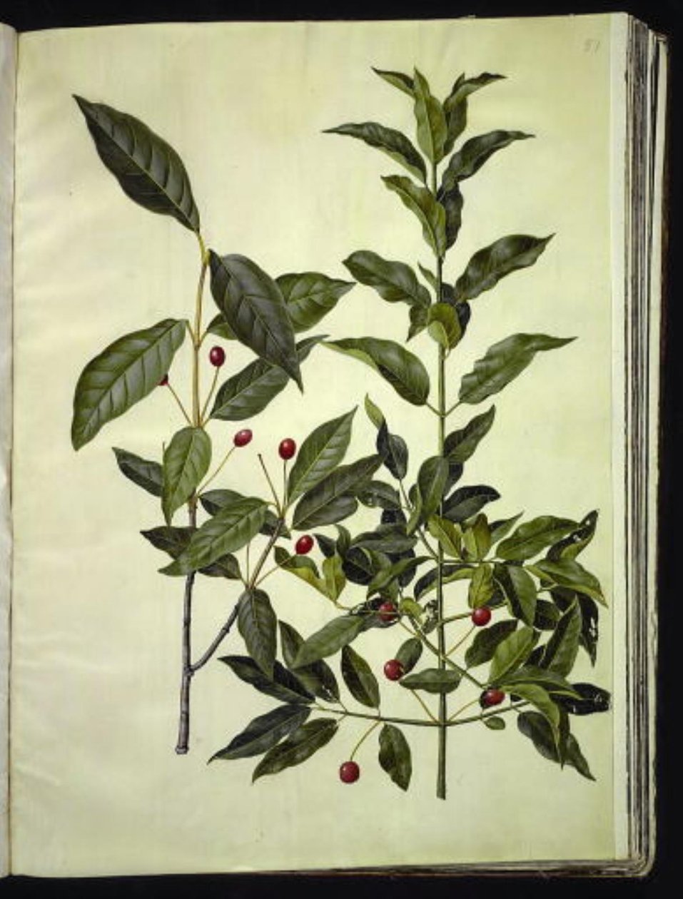 Euonymus latifolius (breedbladige kardinaalsmuts); Euonymus europaeus (gewone kardinaalsmuts) door Hans Simon Holtzbecker