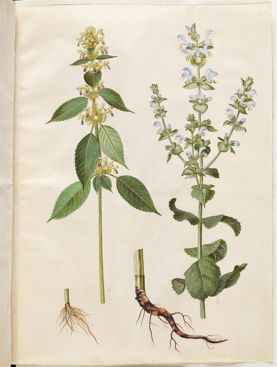 Galeopsis speciosa (hamp-hanekro); Salvia sclarea (bonte salie) door Hans Simon Holtzbecker