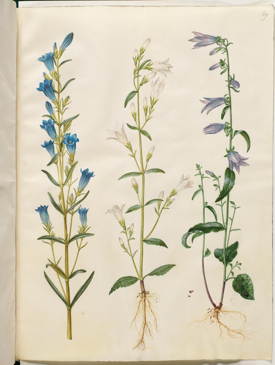 Gentiana pneumonanthe (klokjesgentiaan); Campanula patula (weideklokje); Campanula rapunculoides (rapunzelklokje) door Hans Simon Holtzbecker