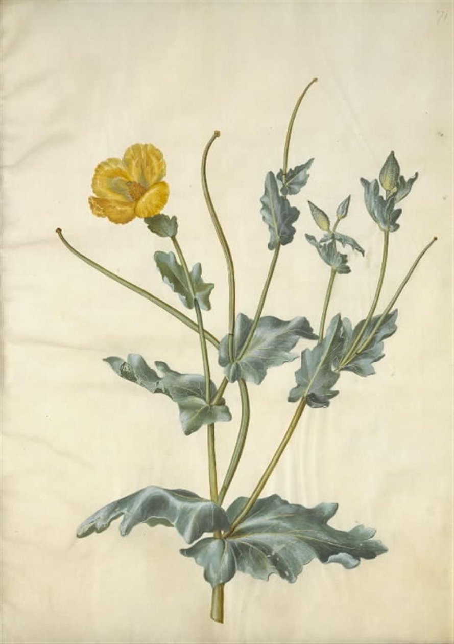 Glaucium flavum (gele hoornpapaver) door Hans Simon Holtzbecker