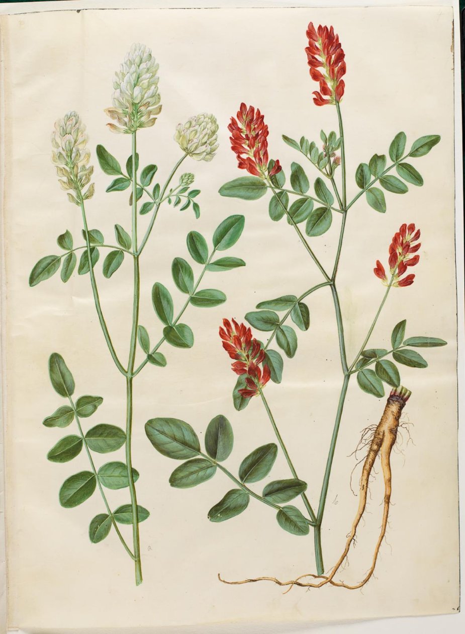 Hedysarum coronarium (rode hanekamklaver) door Hans Simon Holtzbecker
