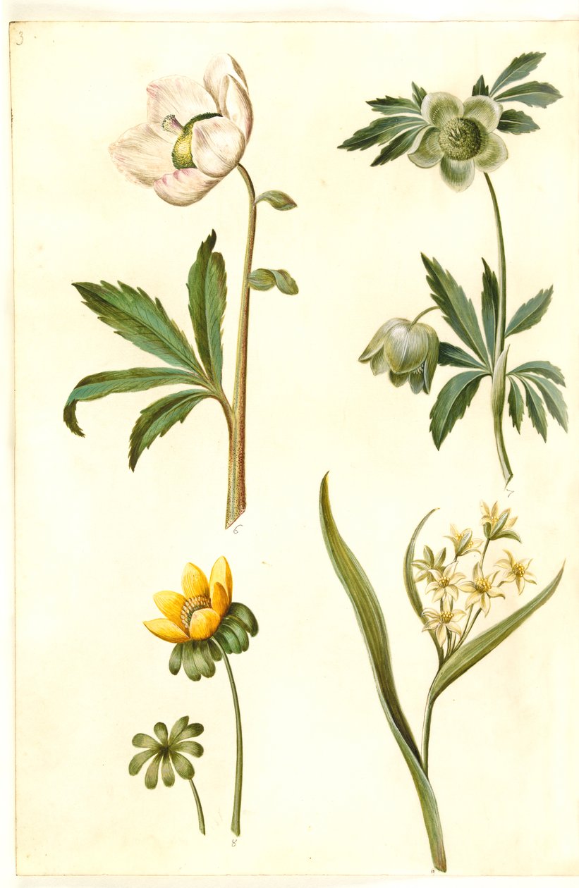 Helleborus niger (gewone kerstroos); Eranthis hyemalis (winterakoniet); Gagea lutea (gewone goudster) door Hans Simon Holtzbecker