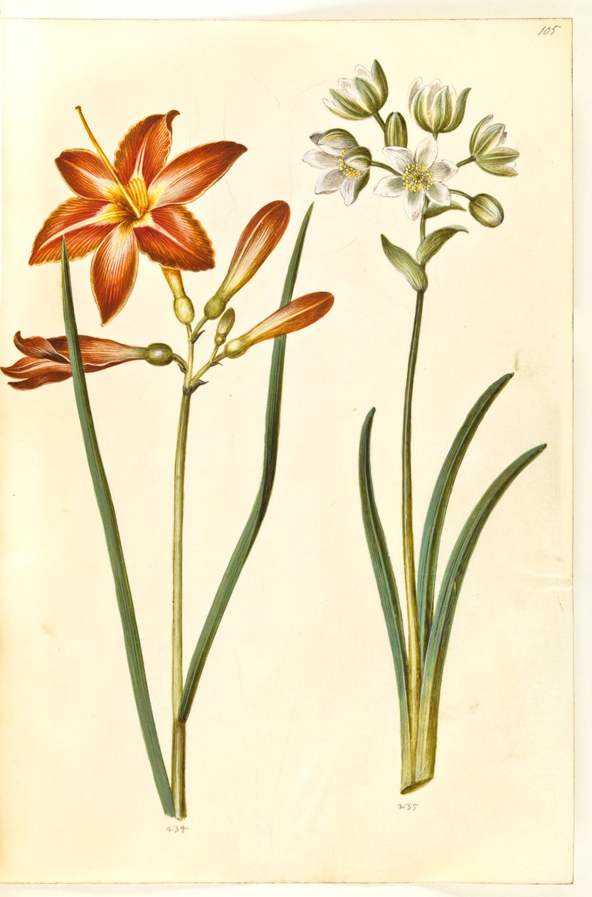 Hemerocallis fulva (bruine daglelie); Ornithogalum arabicum (melkster) door Hans Simon Holtzbecker