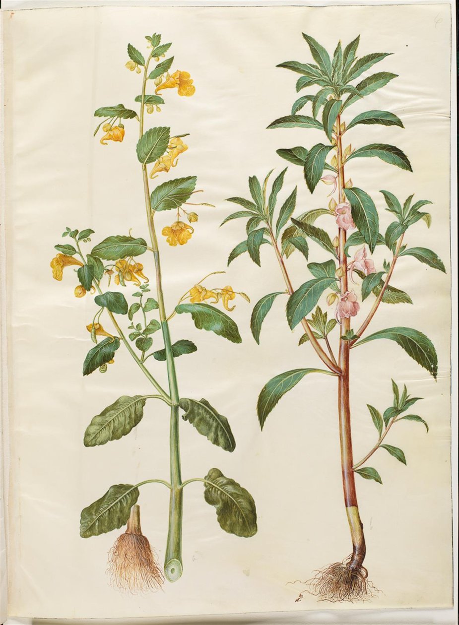 Impatiens noli-tangere (springbalsemien); Impatiens balsamina (tuinbalsemien) door Hans Simon Holtzbecker