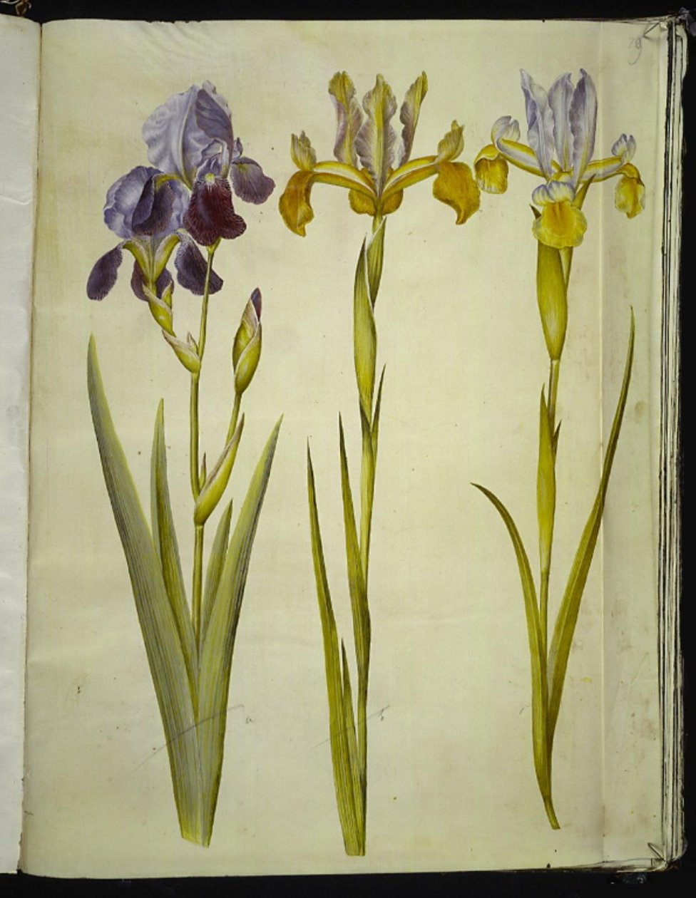 Iris ×sambucina (vlier-iris); Iris latifolia (Engelse iris) door Hans Simon Holtzbecker