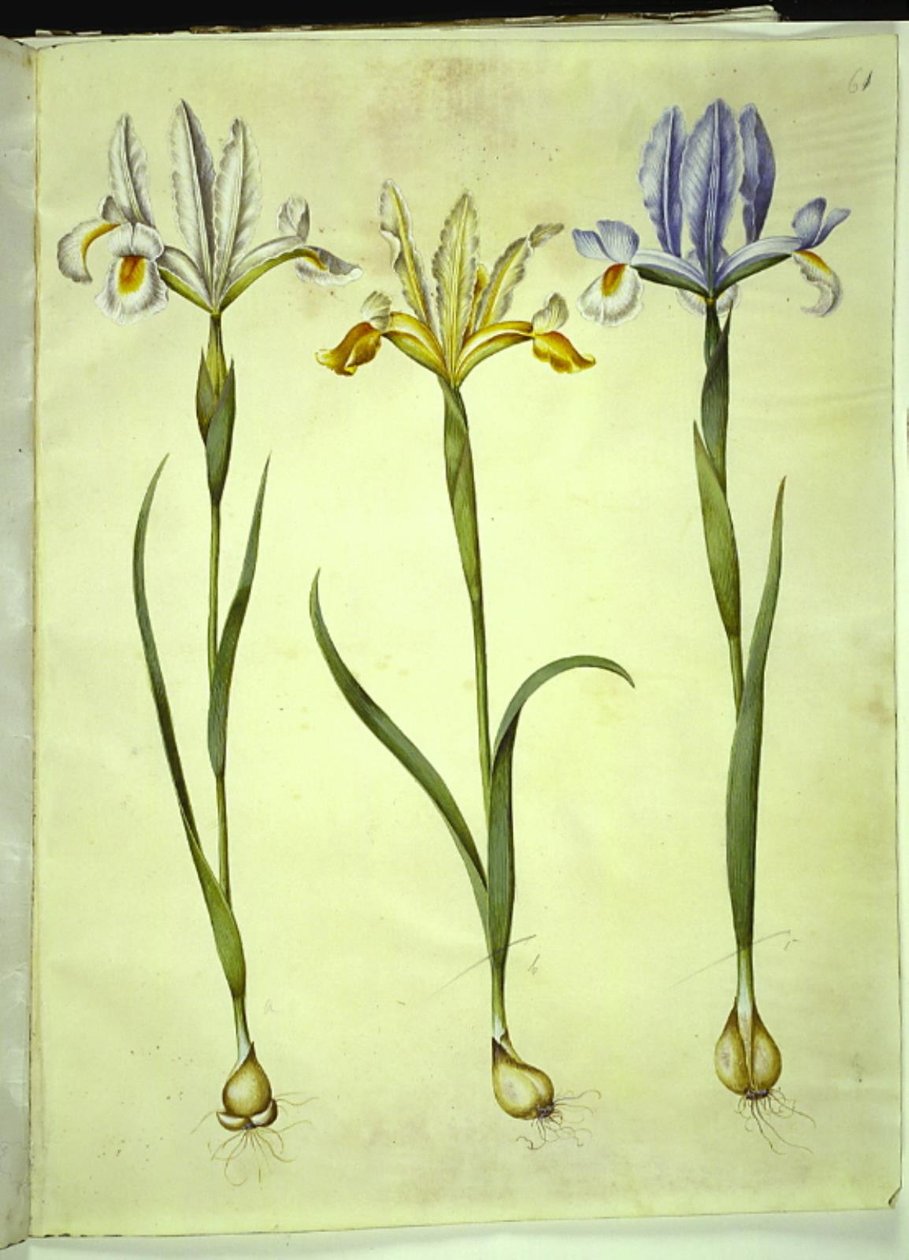 Iris xiphium (Spaanse iris) of Iris latifolia (Engelse iris); Iris xiphium (Spaanse iris) door Hans Simon Holtzbecker