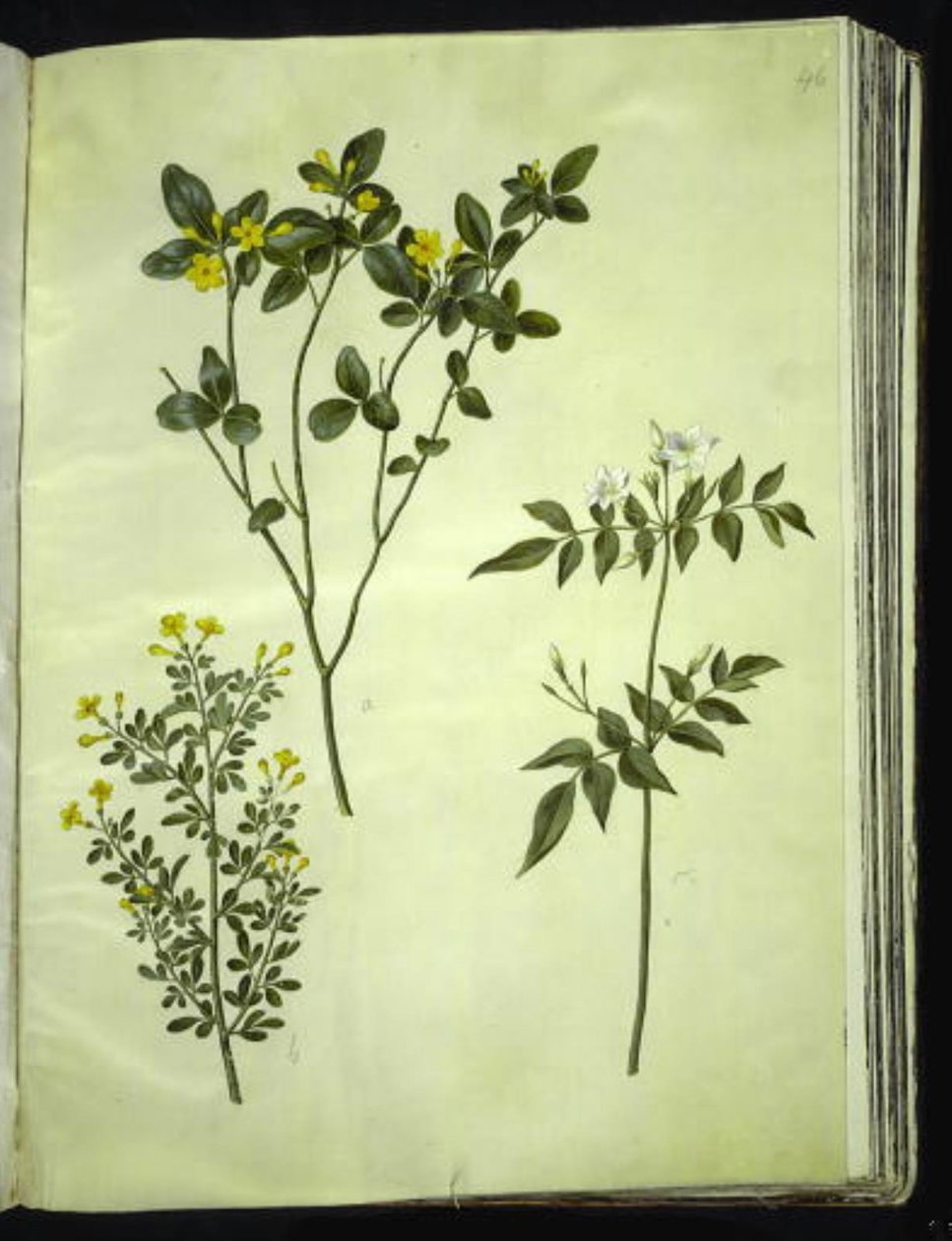 Jasminum odoratissimum (kamerjasmijn); Jasminum fruticans (struikjasmijn); Jasminum grandiflorum (geurjasmijn) door Hans Simon Holtzbecker