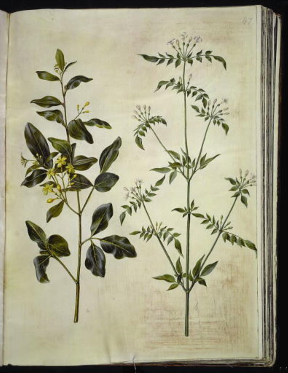 Jasminum odoratissimum (kamerjasmijn); Jasminum officinale (medicinale jasmijn) door Hans Simon Holtzbecker