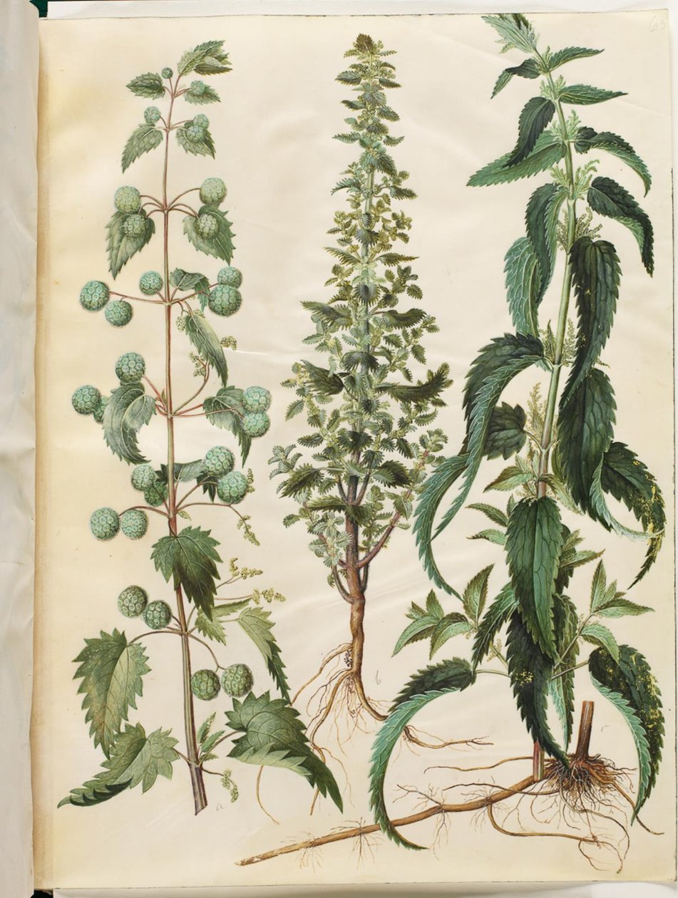 Kksgb2950/65 Urtica pilulifera (Romeinse brandnetel); Urtica urens (kleine brandnetel); Urtica dioica (grote brandnetel) door Hans Simon Holtzbecker