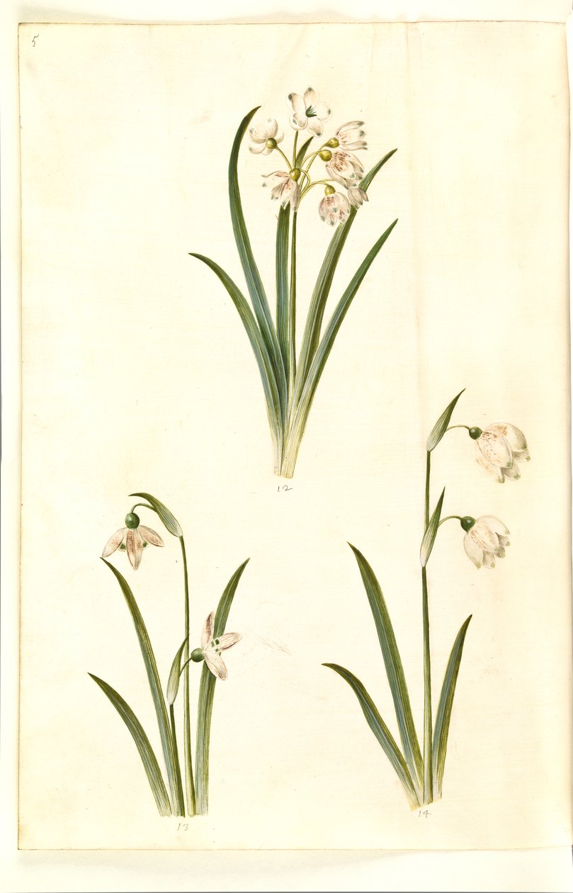Leucojum aestivum (zomerklokje); Galanthus nivalis (gewone sneeuwklokje); Leucojum vernum (lenteklokje) door Hans Simon Holtzbecker