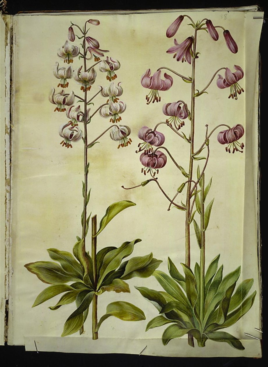 Lilium martagon (kranslelie) door Hans Simon Holtzbecker