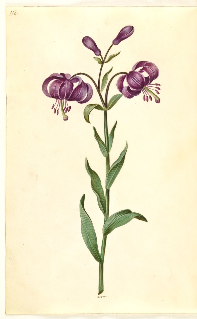 Lilium martagon (kranslelie) door Hans Simon Holtzbecker
