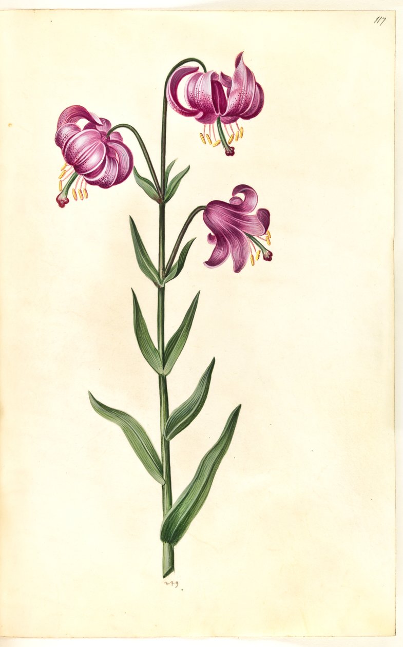 Lilium martagon (kranslelie) door Hans Simon Holtzbecker