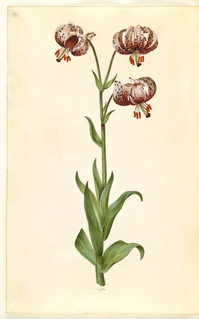 Lilium martagon (kranslelie) door Hans Simon Holtzbecker