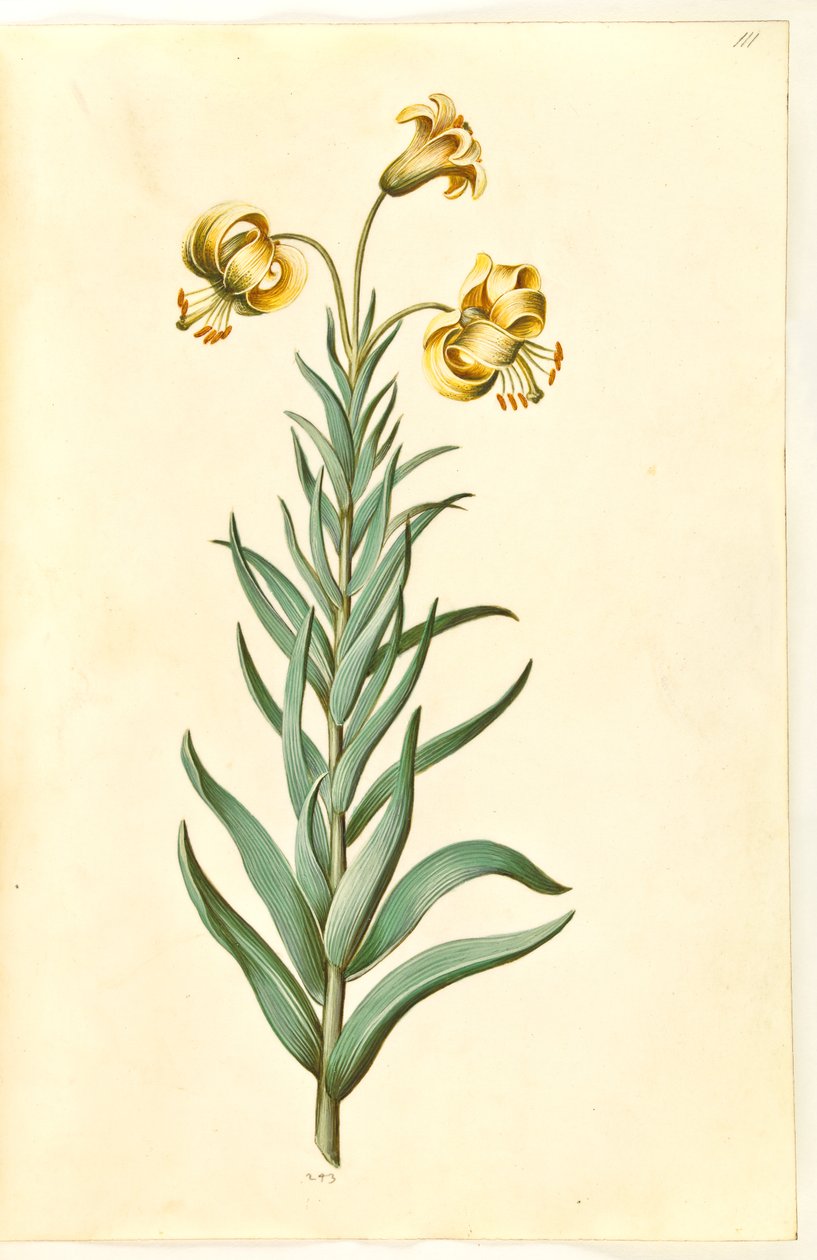 Lilium pyrenaicum (Pyrenese lelie) door Hans Simon Holtzbecker