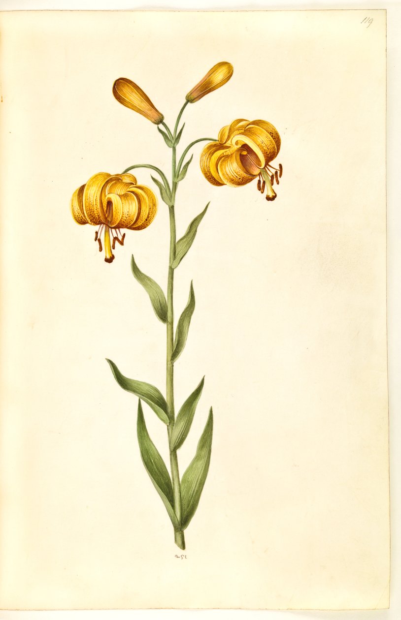 Lilium pyrenaicum (pyrenese lelie) door Hans Simon Holtzbecker