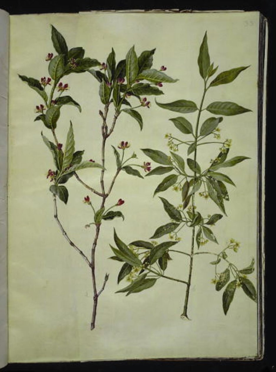 Lonicera alpigena (alpen-kamperfoelie); Euonymus europaeus (gewone kardinaalsmuts) door Hans Simon Holtzbecker