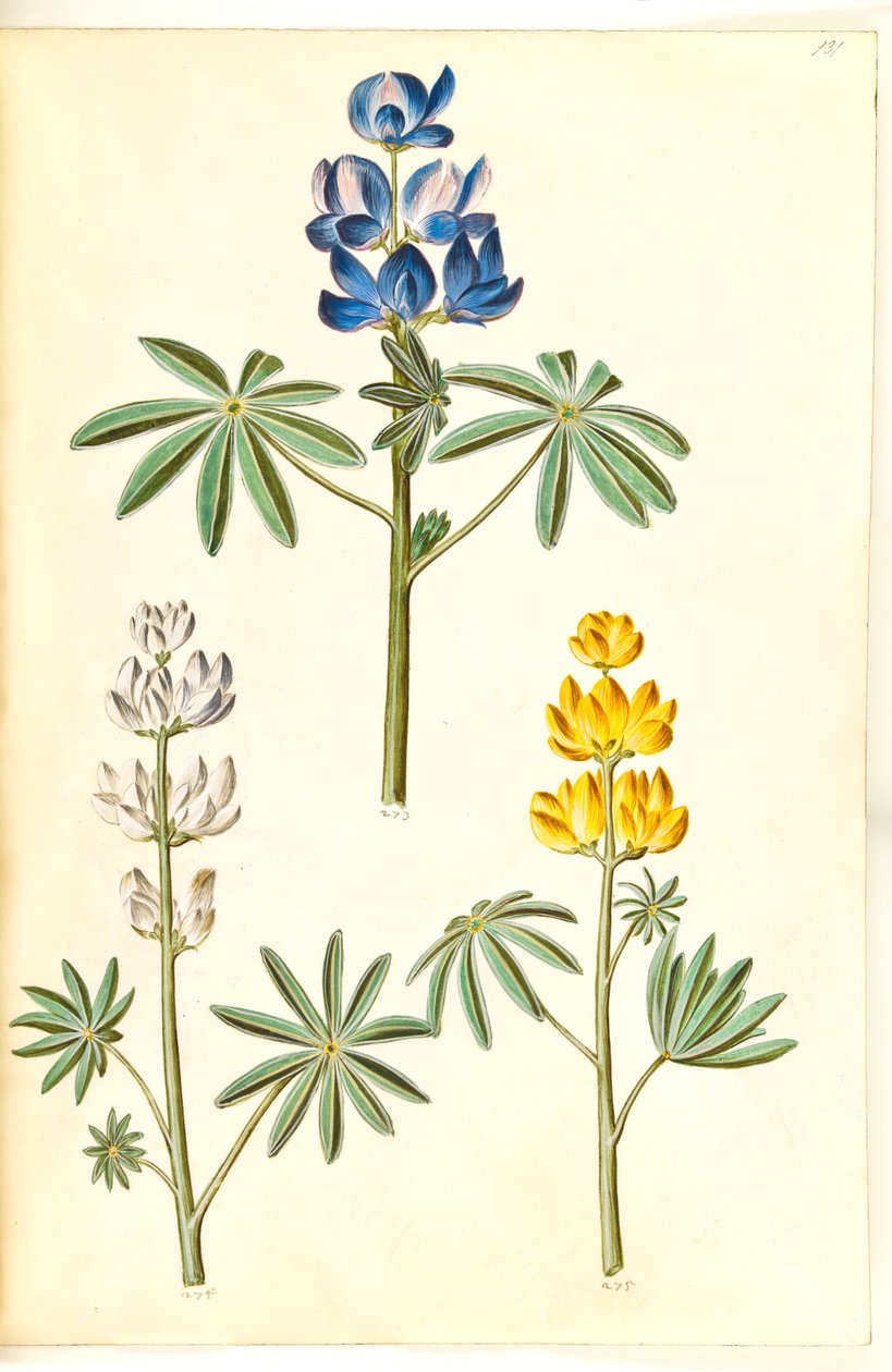 Lupinus pilosus (blauwe lupine); Lupinus albus (witte lupine); Lupinus luteus (gele lupine) door Hans Simon Holtzbecker