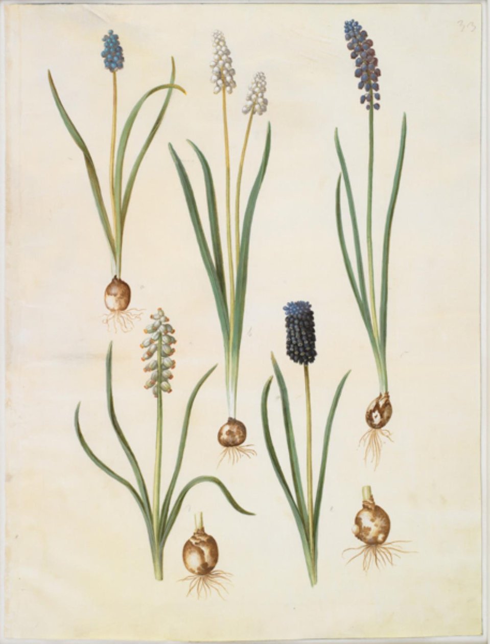 Muscari botryoides (gewone druifhyacint); Muscari racemosum (muskusdruifhyacint); Muscari neglectum door Hans Simon Holtzbecker
