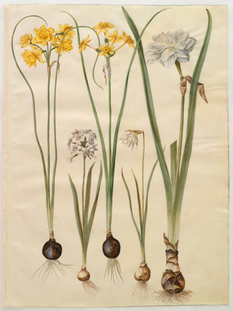 Narcissus jonquilla (jonquille); Narcissus tazetta (tazet); Narcissus pseudonarcissus moschatus (muskusnarcis); Narcissus poeticus (dichtersnarcis) door Hans Simon Holtzbecker