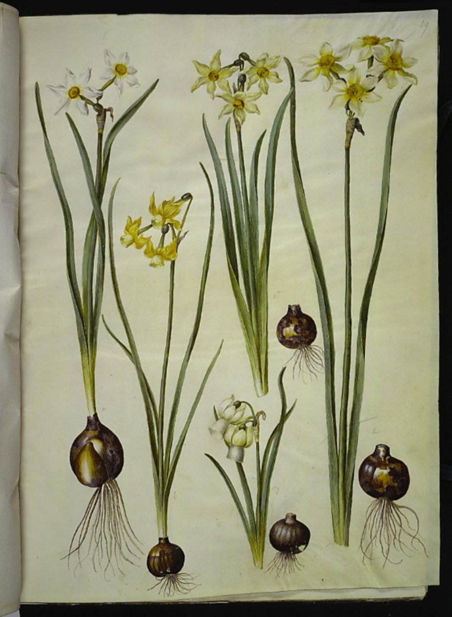 Narcissus poeticus (witte narcis); Narcissus triandrus (orchidee-narcis); Narcissus ×medioluteus (tweebloemige narcis) door Hans Simon Holtzbecker